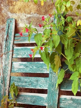 Turning Pallets into Gold: How to Build a Vertical Garden for $0