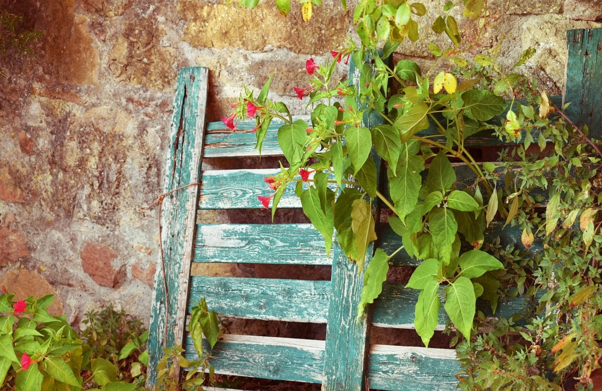 Turning Pallets into Gold: How to Build a Vertical Garden for $0