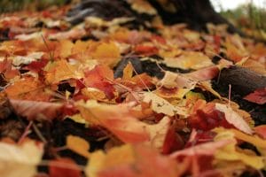 Stop Buying Mulch: 3 Free Alternatives Already in Your Backyard