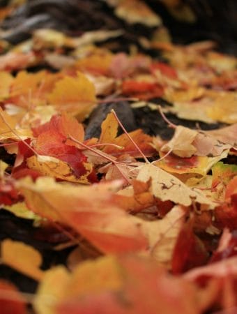 Stop Buying Mulch: 3 Free Alternatives Already in Your Backyard