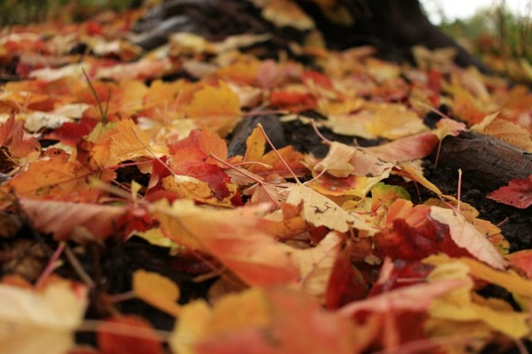 Stop Buying Mulch: 3 Free Alternatives Already in Your Backyard