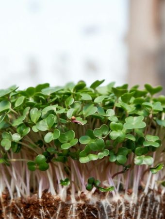 Microgreens: The High-Nutrition Superfood You Can Grow in a Takeout Container