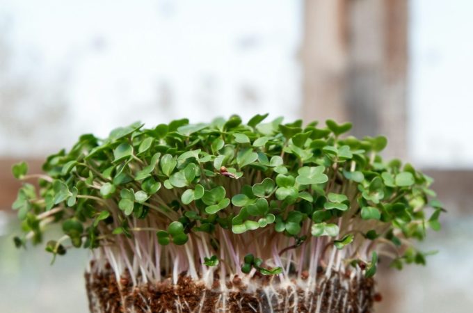 Microgreens: The High-Nutrition Superfood You Can Grow in a Takeout Container