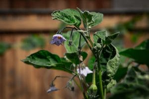 Why Plants Wilt Even After Watering and What to Do