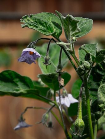 Why Plants Wilt Even After Watering and What to Do