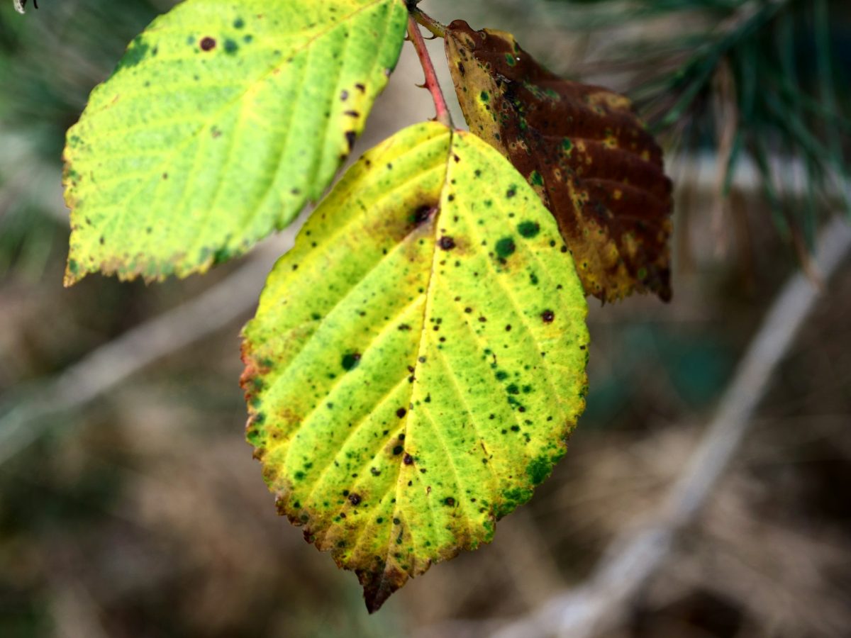Common Leaf Spot Problems and How to Treat Them