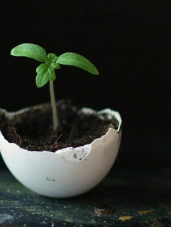 The Eggshell Secret: How One Kitchen Staple Saves You $50 in Pesticides