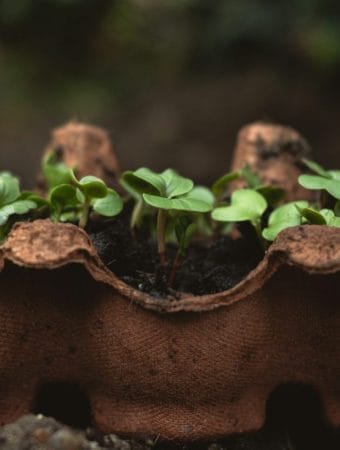 Don’t Buy Seed Starters: Use These 4 Free Household Containers Instead