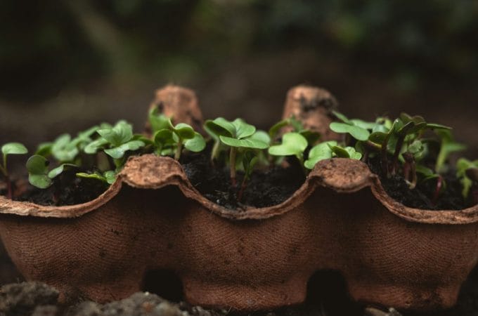 Don’t Buy Seed Starters: Use These 4 Free Household Containers Instead