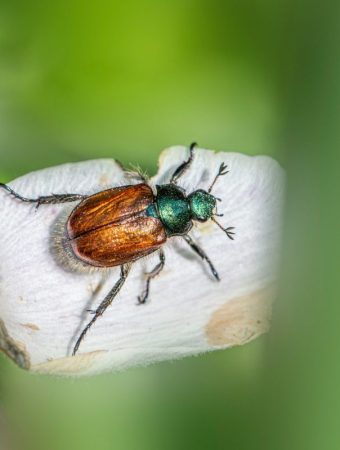 What to Plant for Natural Pest Control Without Sprays