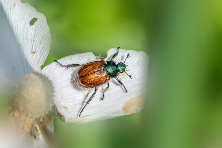 What to Plant for Natural Pest Control Without Sprays