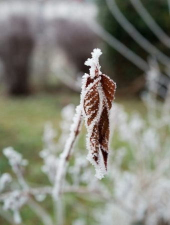 Easy DIY Garden Cloche Ideas for Cold Protection