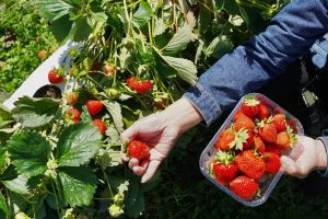 5 Plants That Multiply So Fast You’ll Never Need to Buy Them Again