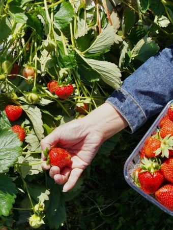 5 Plants That Multiply So Fast You’ll Never Need to Buy Them Again