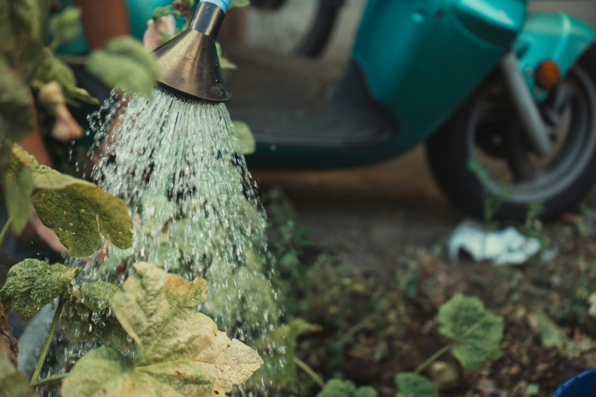 Why Plants Wilt Even After Watering and What to Do
