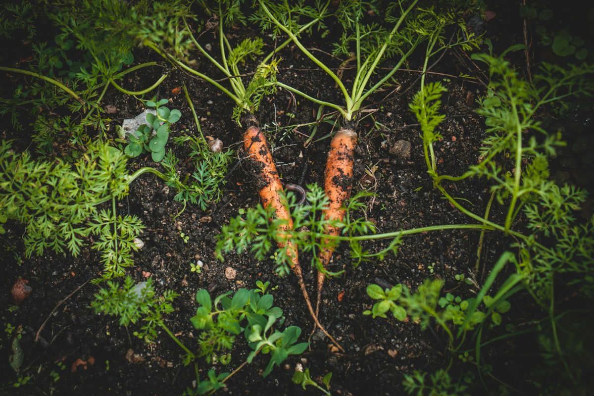 5 Crops You Can Still Start Now for a Late Summer Harvest