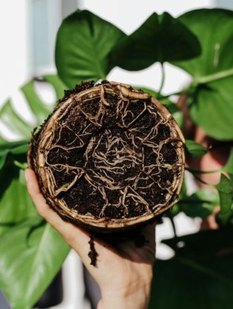 Tips for Growing Strong Roots in Tight, Compacted Soil