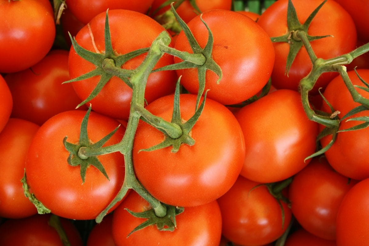 The 'Trash' Fertilizer: 5 Household Waste Items Your Tomatoes Crave