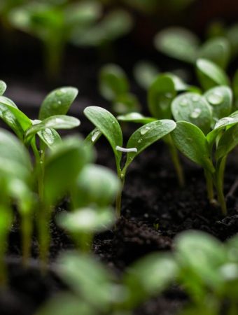 When to Thin Seedlings for Maximum Growth