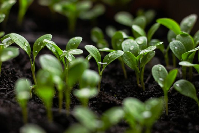 When to Thin Seedlings for Maximum Growth