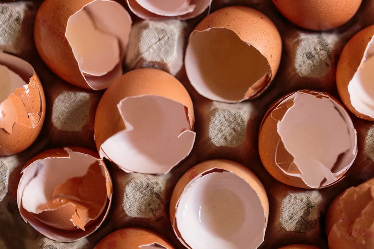 The Eggshell Secret: How One Kitchen Staple Saves You $50 in Pesticides