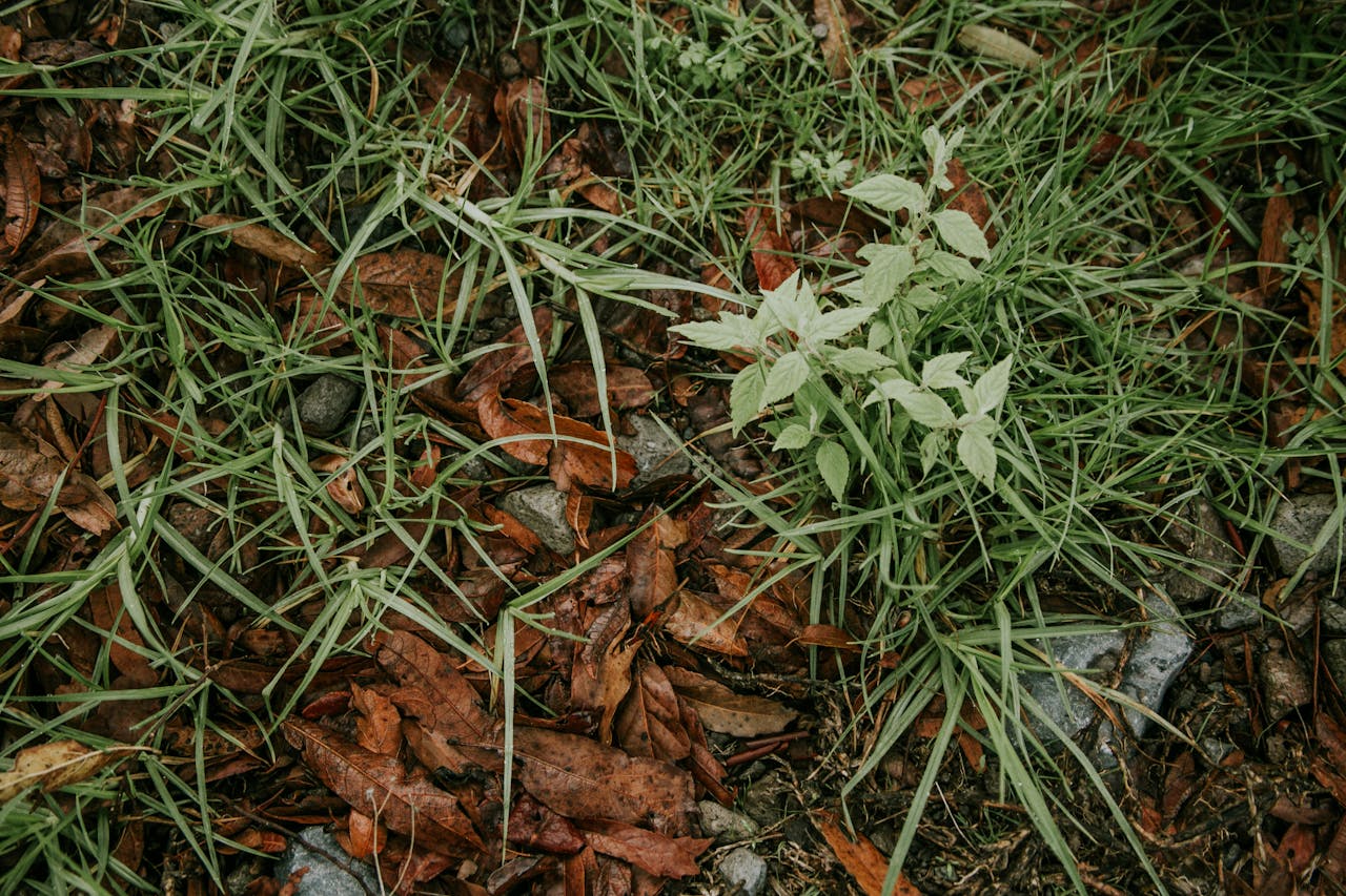 The Fast-Spreading Backyard Weed You Should Remove Early