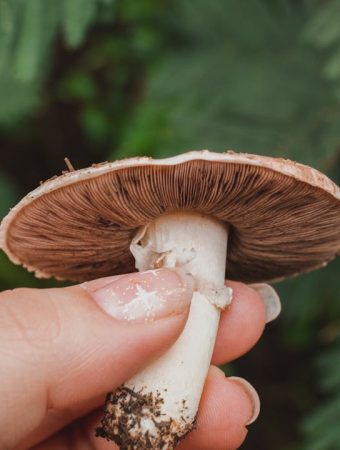 The Countertop Mushroom Kit vs. DIY: Which Saves You More Money?