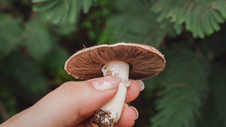 The Countertop Mushroom Kit vs. DIY: Which Saves You More Money?