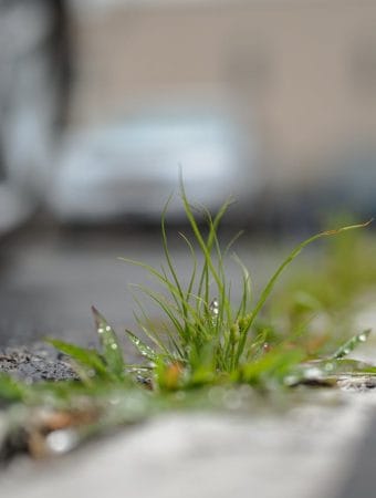 The Fast-Spreading Backyard Weed You Should Remove Early
