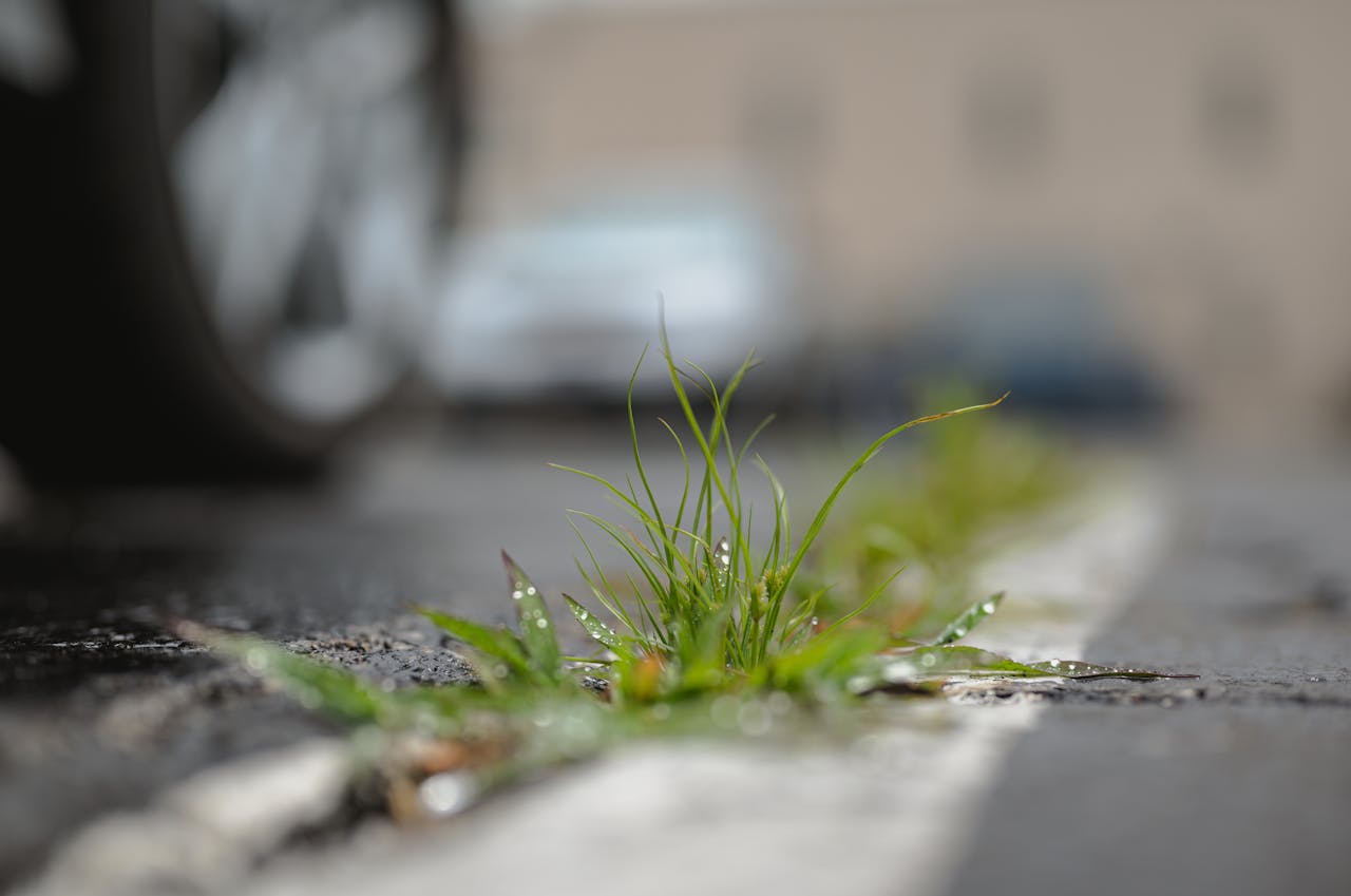 The Fast-Spreading Backyard Weed You Should Remove Early