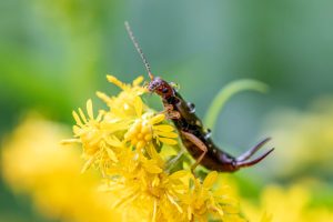 7 Things Earwigs Do in Gardens and When They Become a Problem