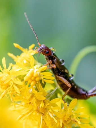7 Things Earwigs Do in Gardens and When They Become a Problem