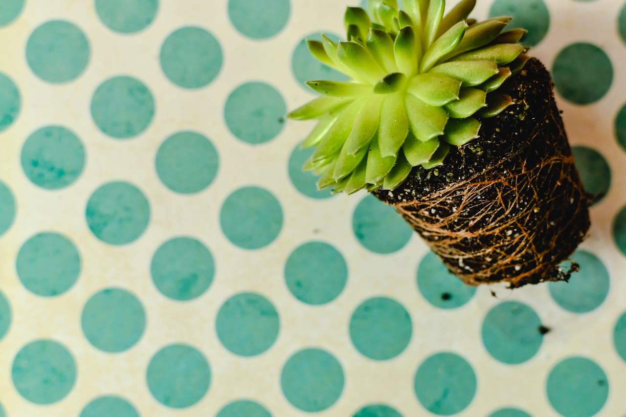 How to Tell When Plants Are Root-Bound