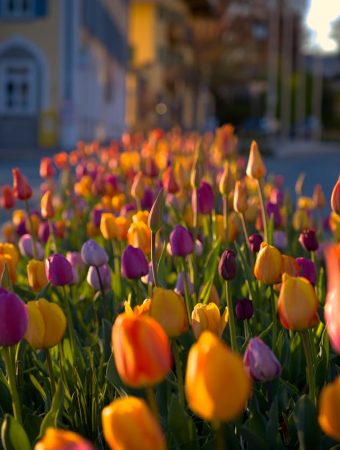 The 'Guerilla' Gardening Move: Beautifying Your Street for Free
