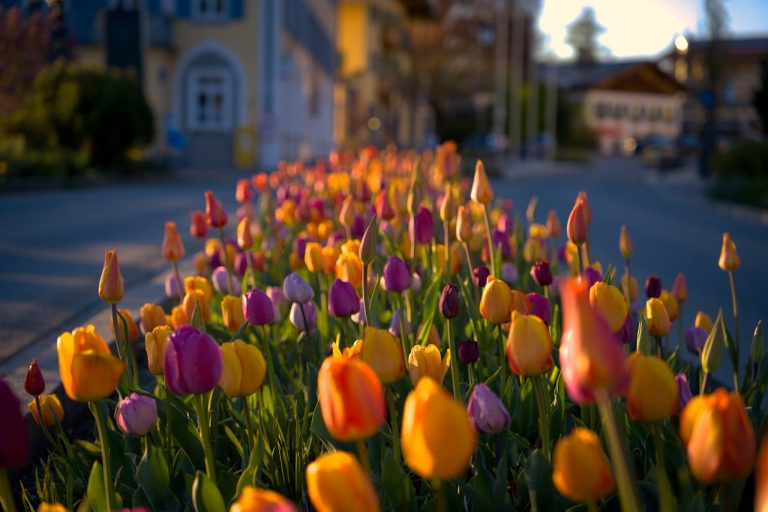 The 'Guerilla' Gardening Move: Beautifying Your Street for Free