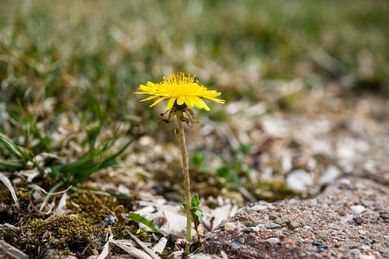 The Newspaper Layer: How to Kill Weeds Without Spending a Cent on Chemicals