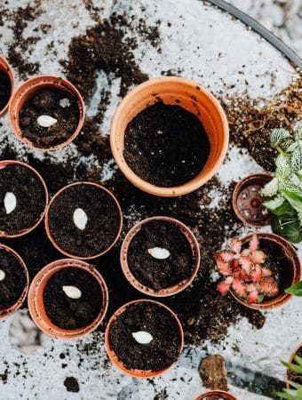 7 Budget Seed Storage Tips That Preserve Germination