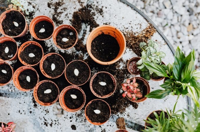 7 Budget Seed Storage Tips That Preserve Germination