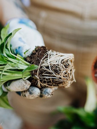 How to Tell When Plants Are Root-Bound