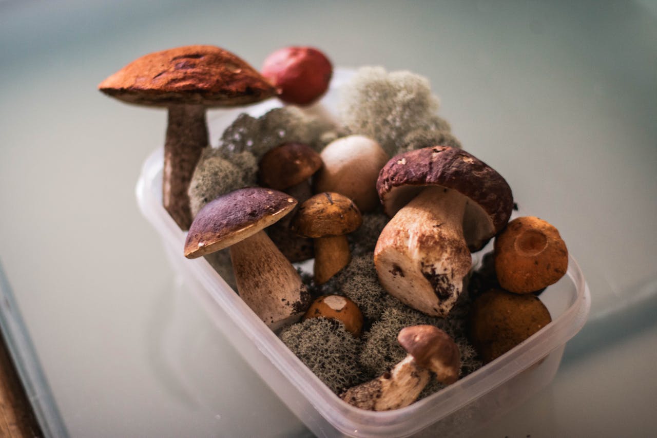 The Countertop Mushroom Kit vs. DIY: Which Saves You More Money?