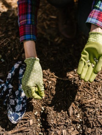 The Neighborhood Seed Library: How Your Neighbors are Funding Your Garden