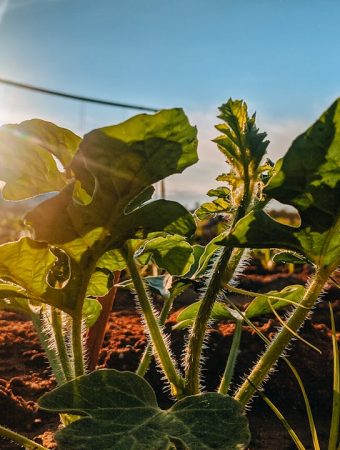 Inexpensive Ways to Shade Plants During Hot Weather