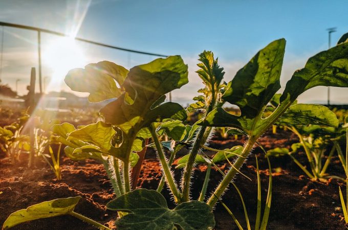 Inexpensive Ways to Shade Plants During Hot Weather
