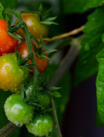 Cheap Support Ideas for Vining Plants Like Tomatoes and Beans