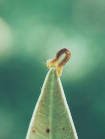 Stop Planting Immediately If You See This: The Invasive Jumping Worm That Turns Soil Into Coffee Grounds