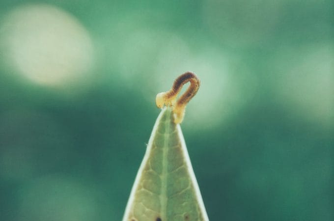 Stop Planting Immediately If You See This: The Invasive Jumping Worm That Turns Soil Into Coffee Grounds