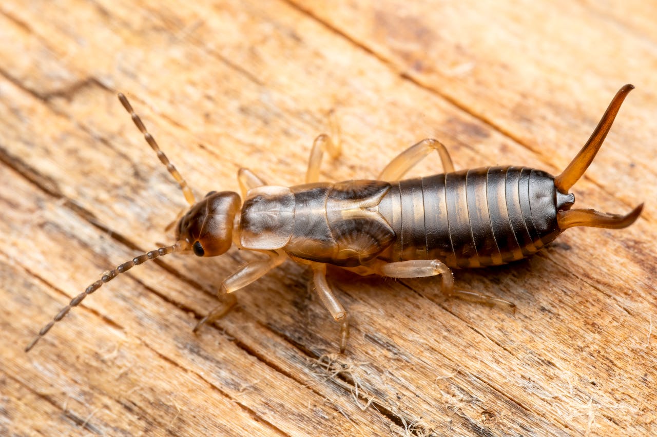 7 Things Earwigs Do in Gardens and When They Become a Problem