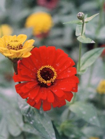 6 Flower Varieties That Bloom Quickly After Late Spring Planting