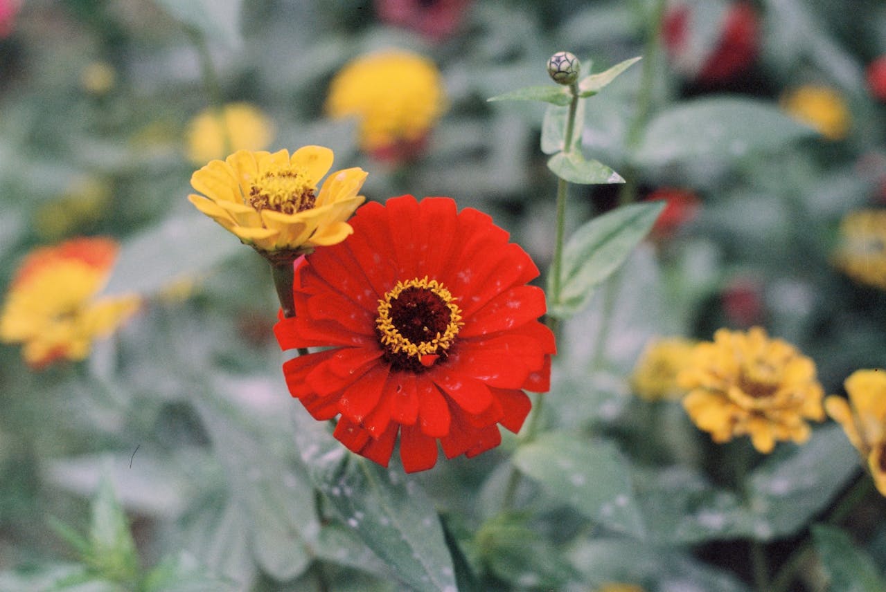 6 Flower Varieties That Bloom Quickly After Late Spring Planting