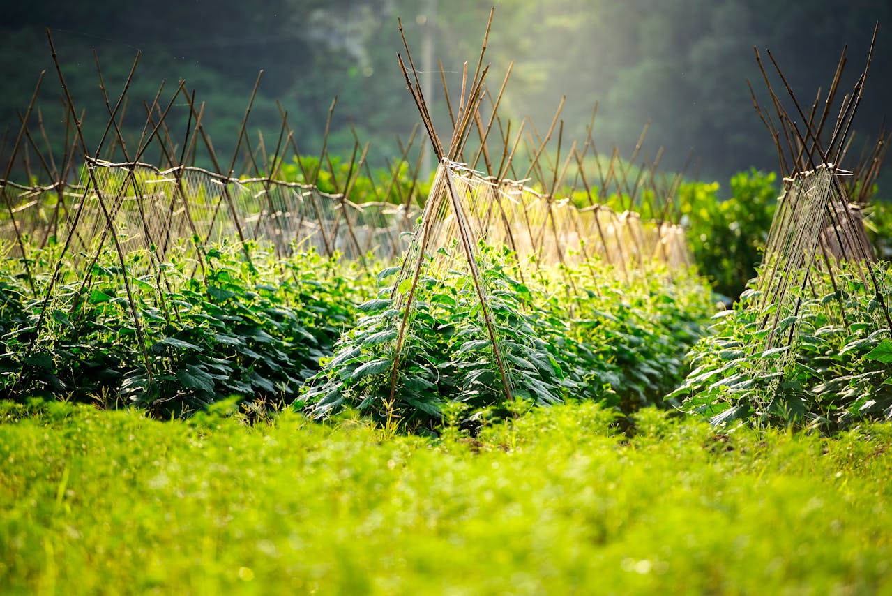 Cheap Support Ideas for Vining Plants Like Tomatoes and Beans